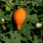 Momordica balsamina