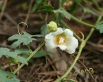 Momordica balsamina