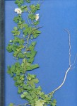 Momordica balsamina