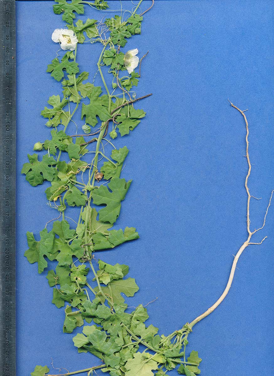 Momordica balsamina