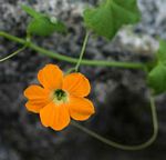 Momordica boivinii