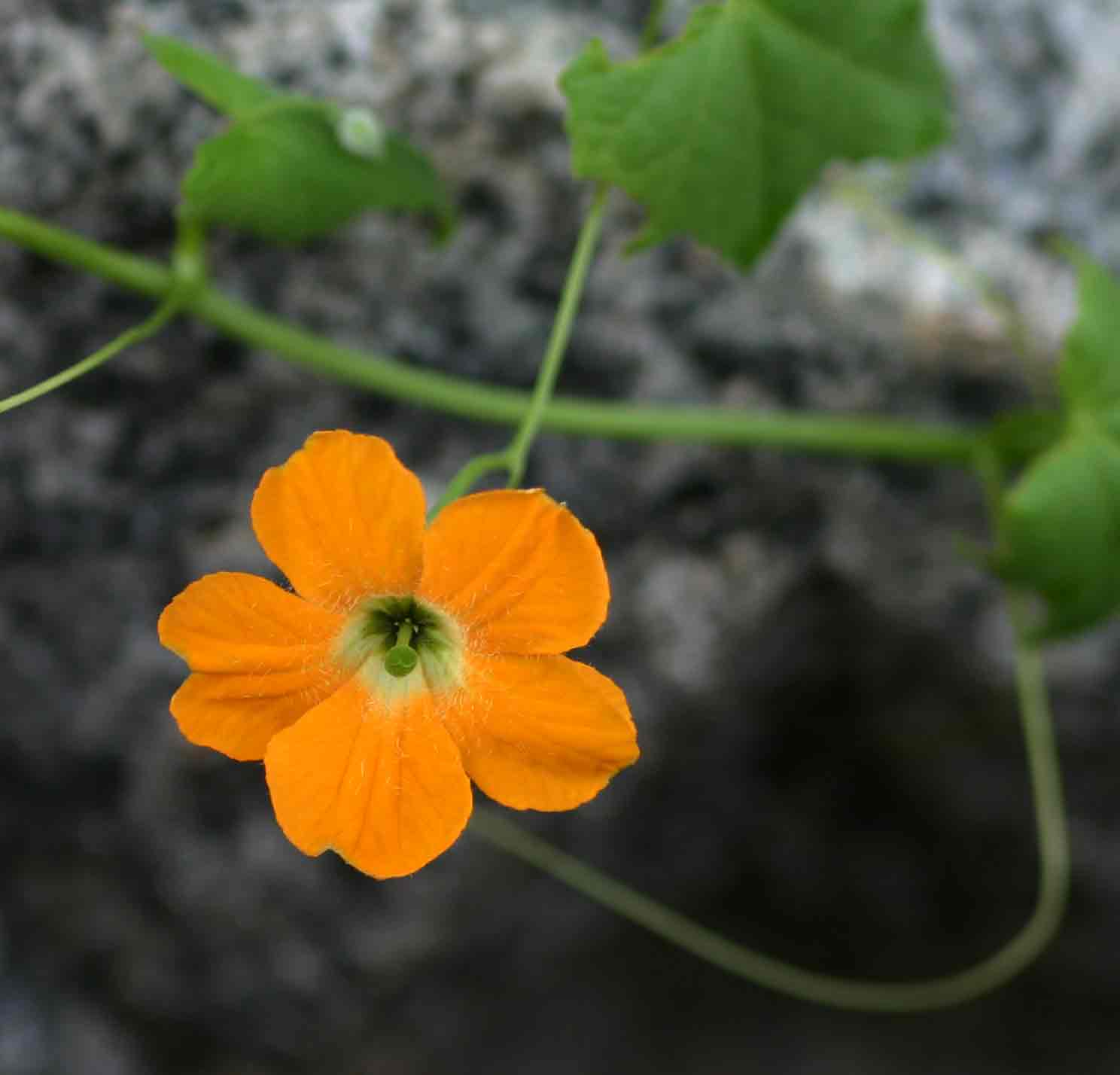 Momordica boivinii