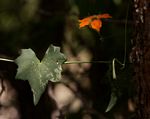 Momordica boivinii