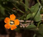 Momordica boivinii