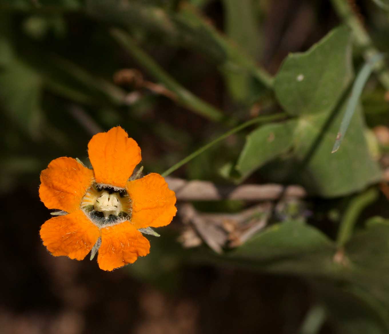 Momordica boivinii
