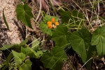 Momordica boivinii