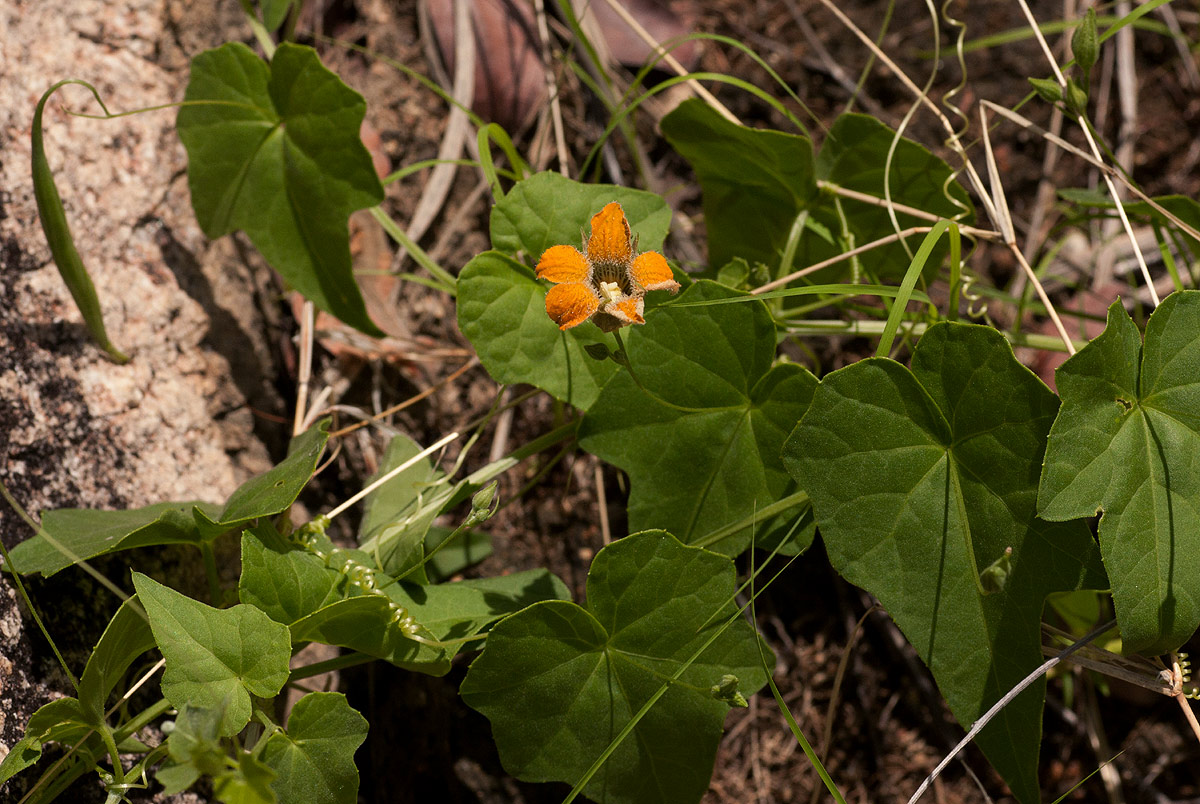 Momordica boivinii