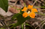 Momordica boivinii