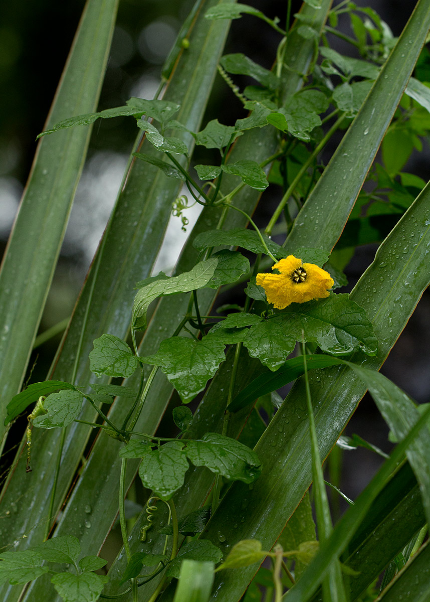 Momordica cardiospermoides