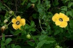Momordica cardiospermoides