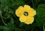 Momordica cardiospermoides