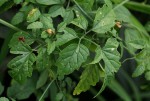 Momordica cardiospermoides