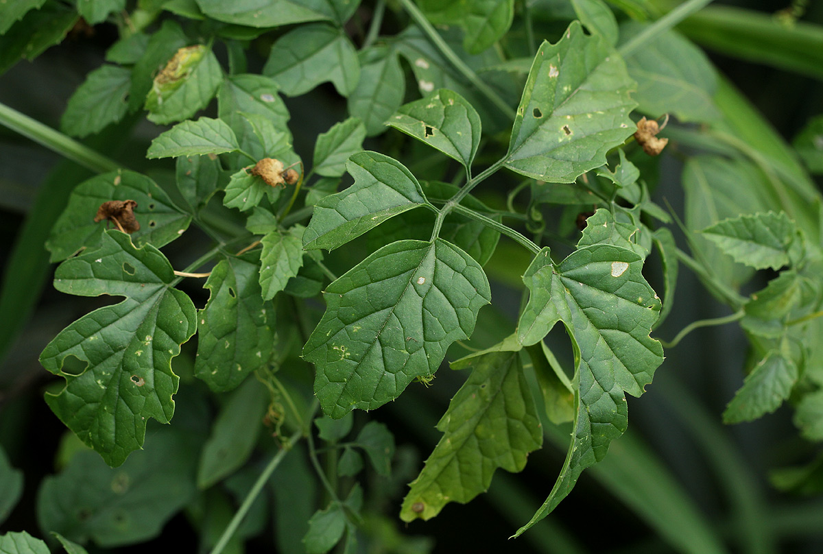 Momordica cardiospermoides