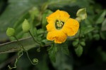 Momordica cardiospermoides