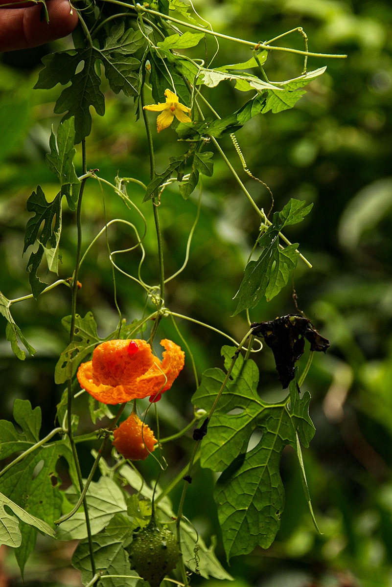Momordica charantia