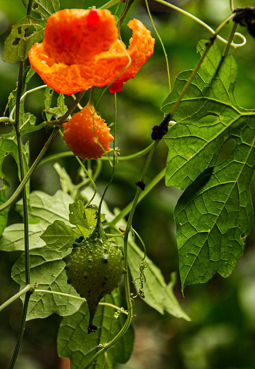 Momordica charantia