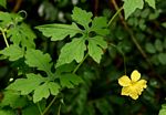 Momordica charantia