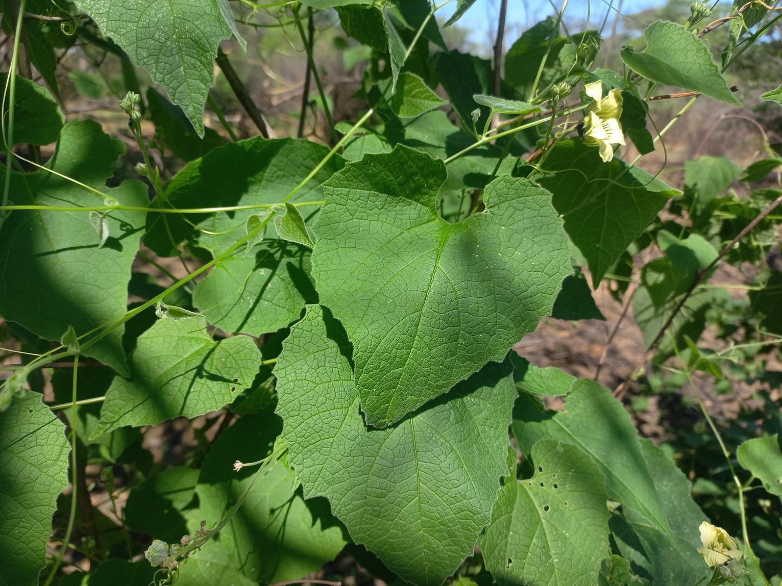 Momordica corymbifera