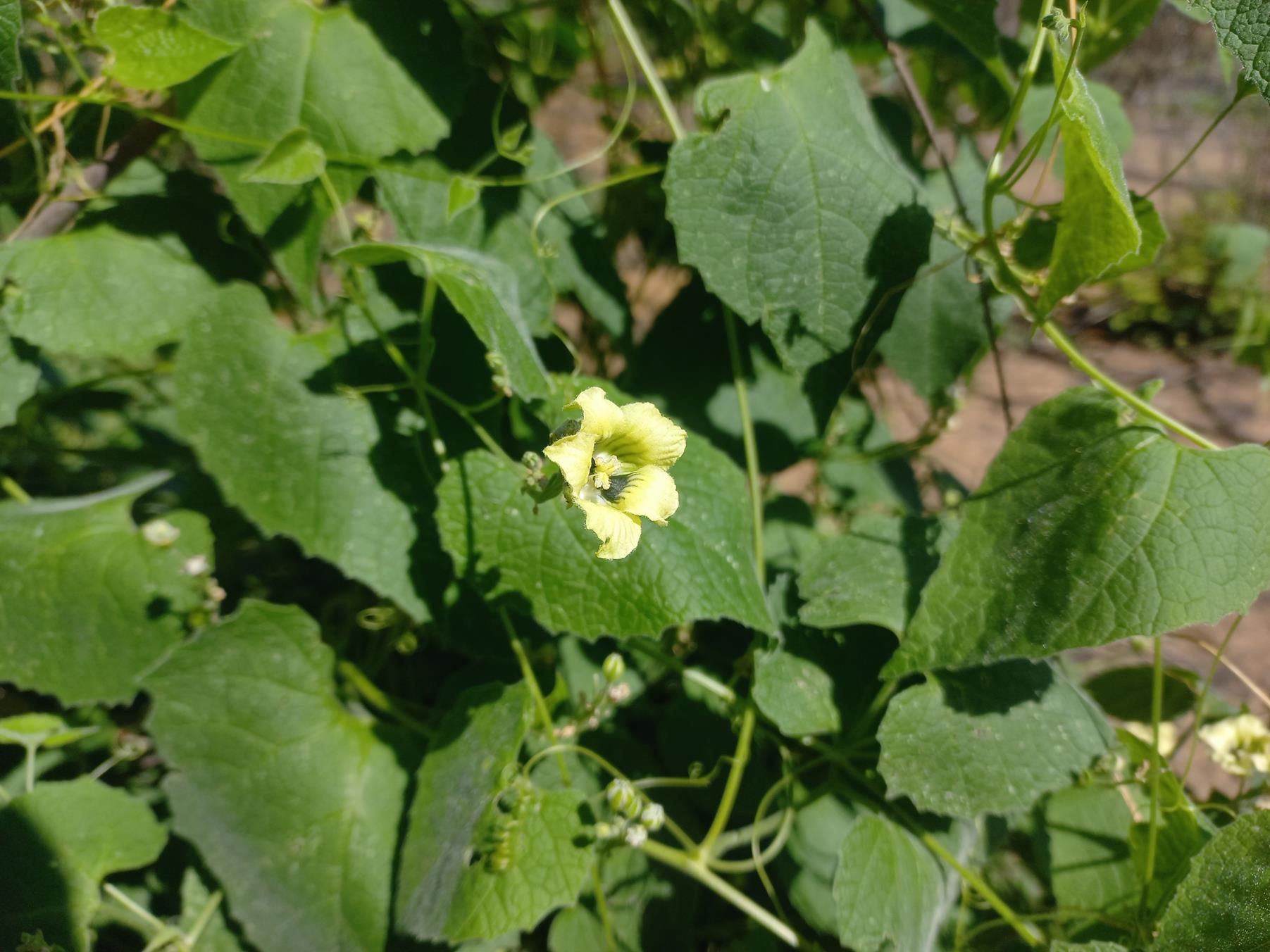 Momordica corymbifera