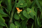 Momordica kirkii
