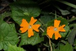 Momordica kirkii