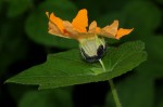 Momordica kirkii