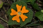 Momordica kirkii