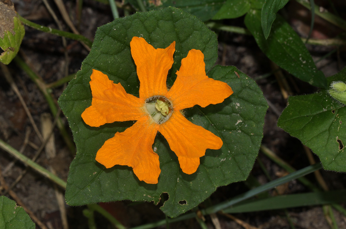 Momordica kirkii