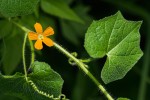 Momordica kirkii
