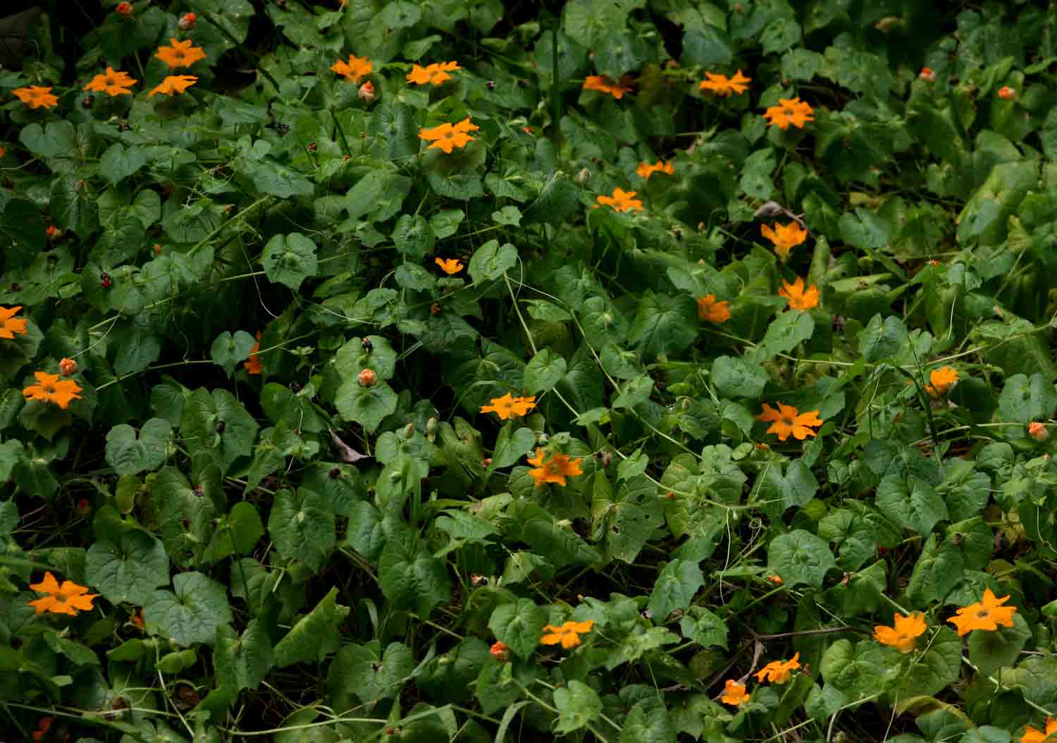 Momordica kirkii