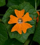 Momordica kirkii