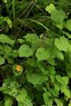 Momordica kirkii