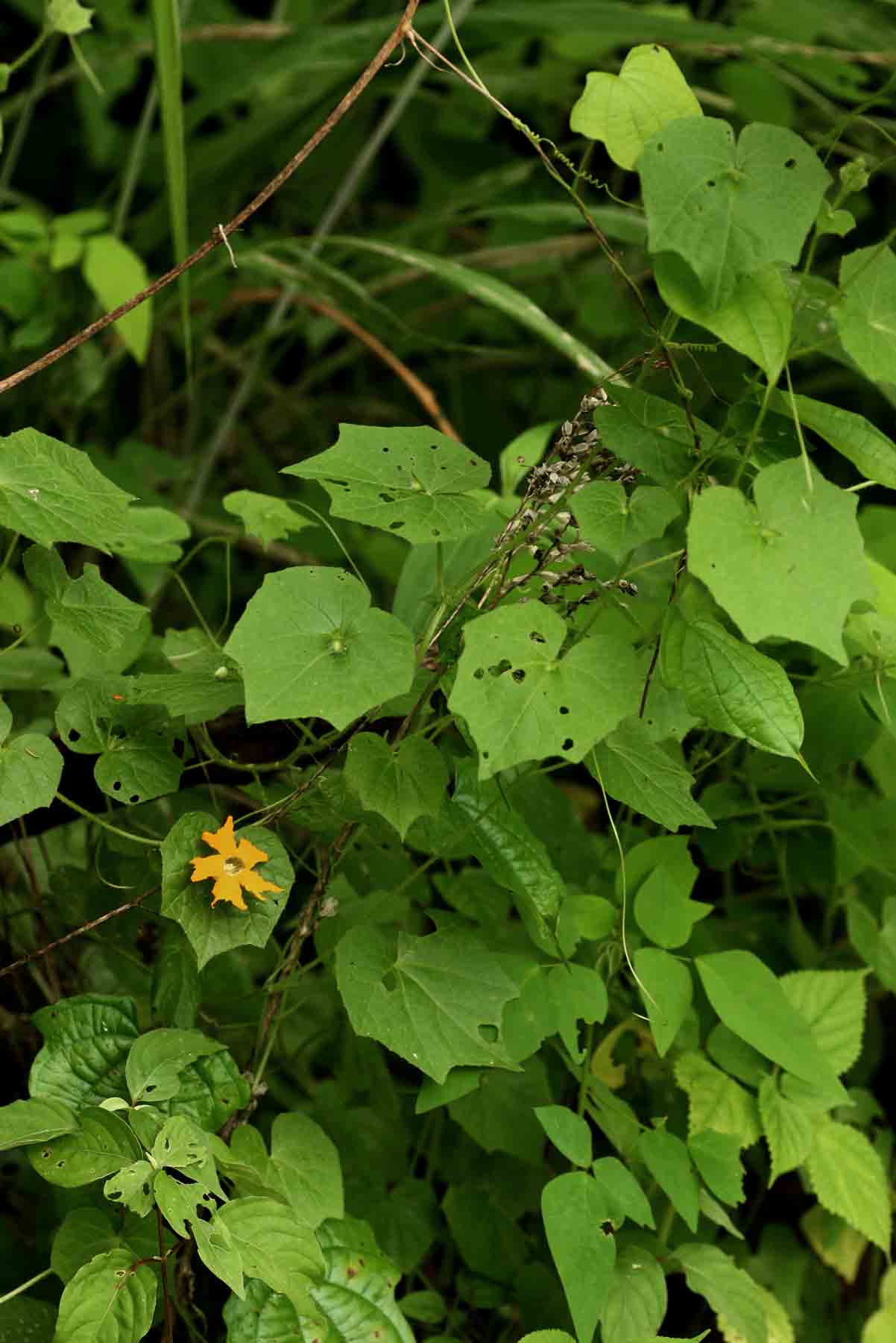 Momordica kirkii