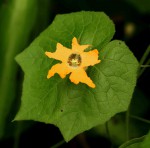 Momordica kirkii