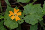 Momordica kirkii