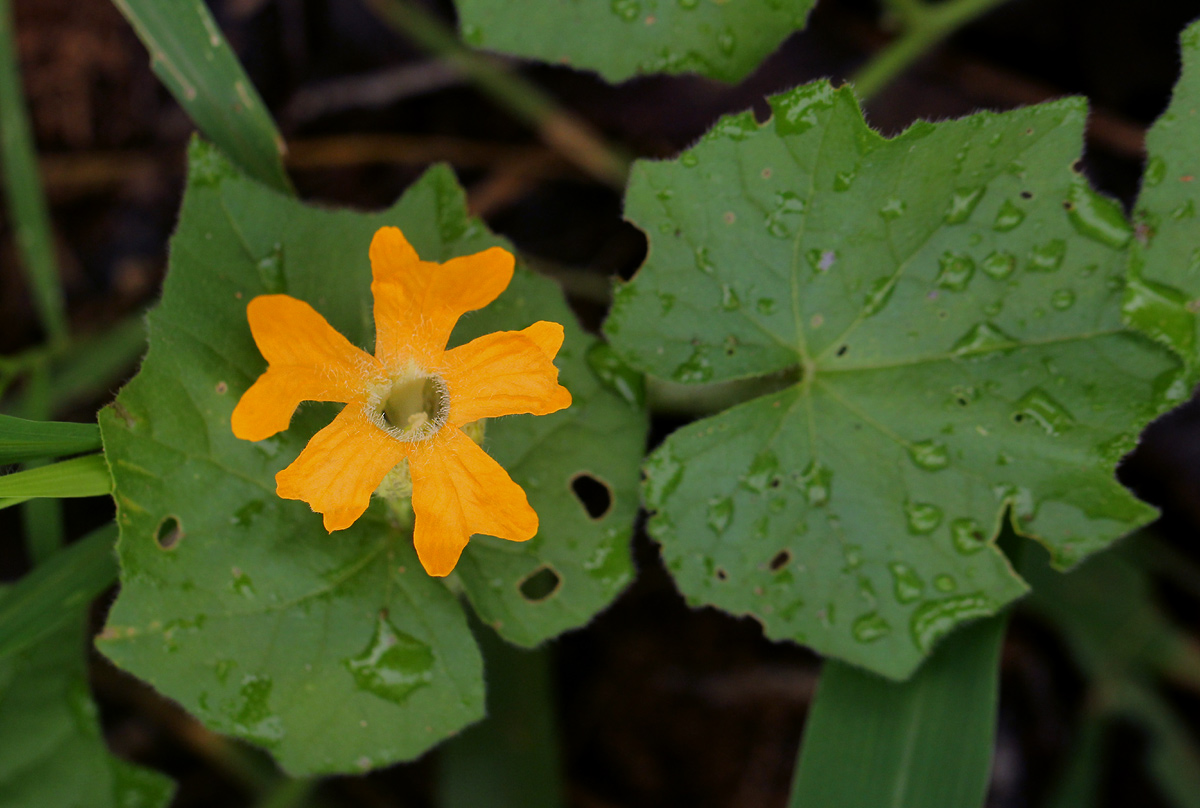 Momordica kirkii