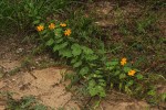 Momordica kirkii