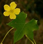 Luffa cylindrica