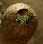 Luffa cylindrica