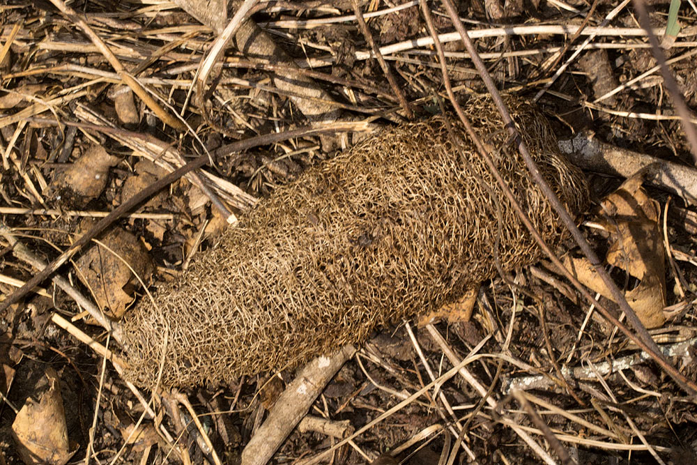Luffa cylindrica