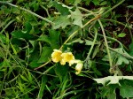 Luffa cylindrica