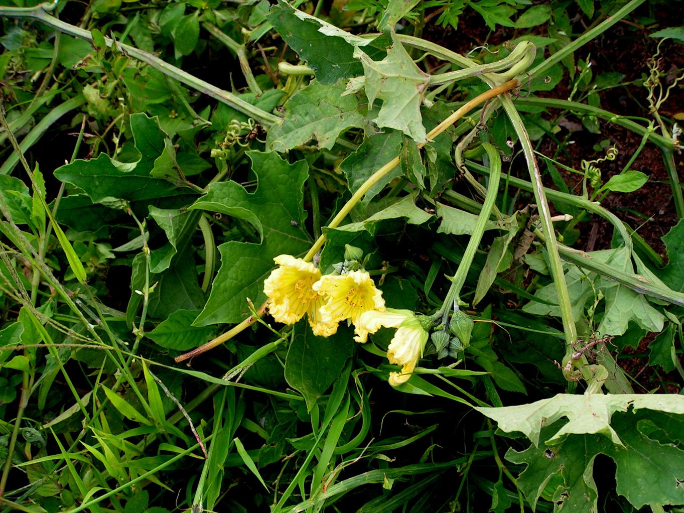 Luffa cylindrica