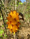 Cucumis metuliferus