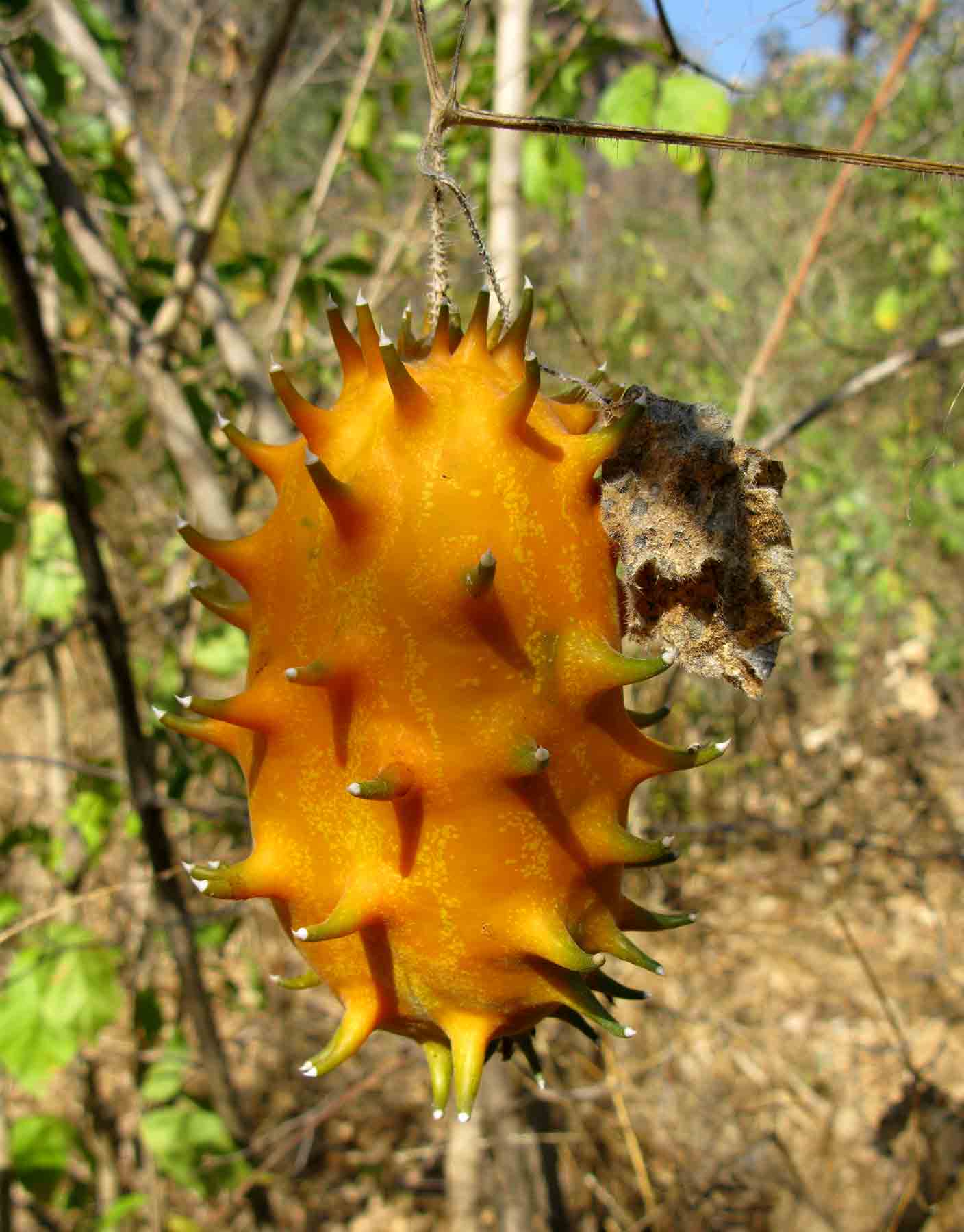Cucumis metuliferus