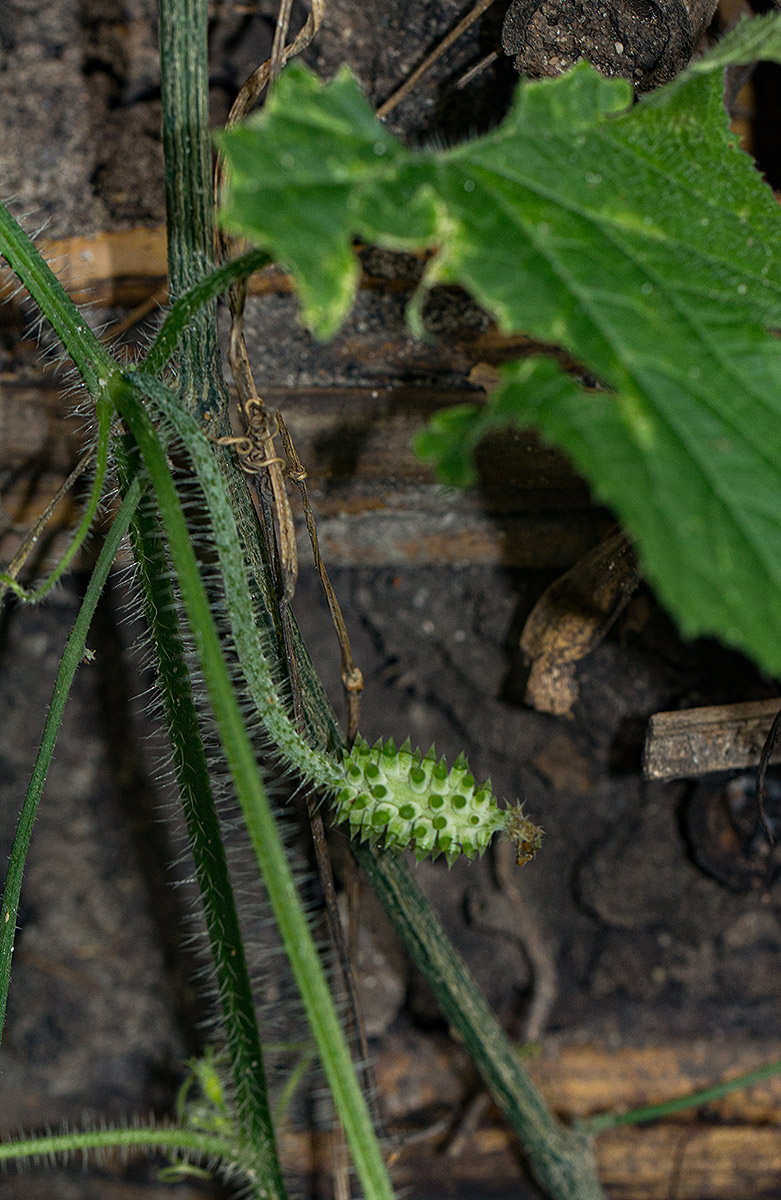 Cucumis metuliferus
