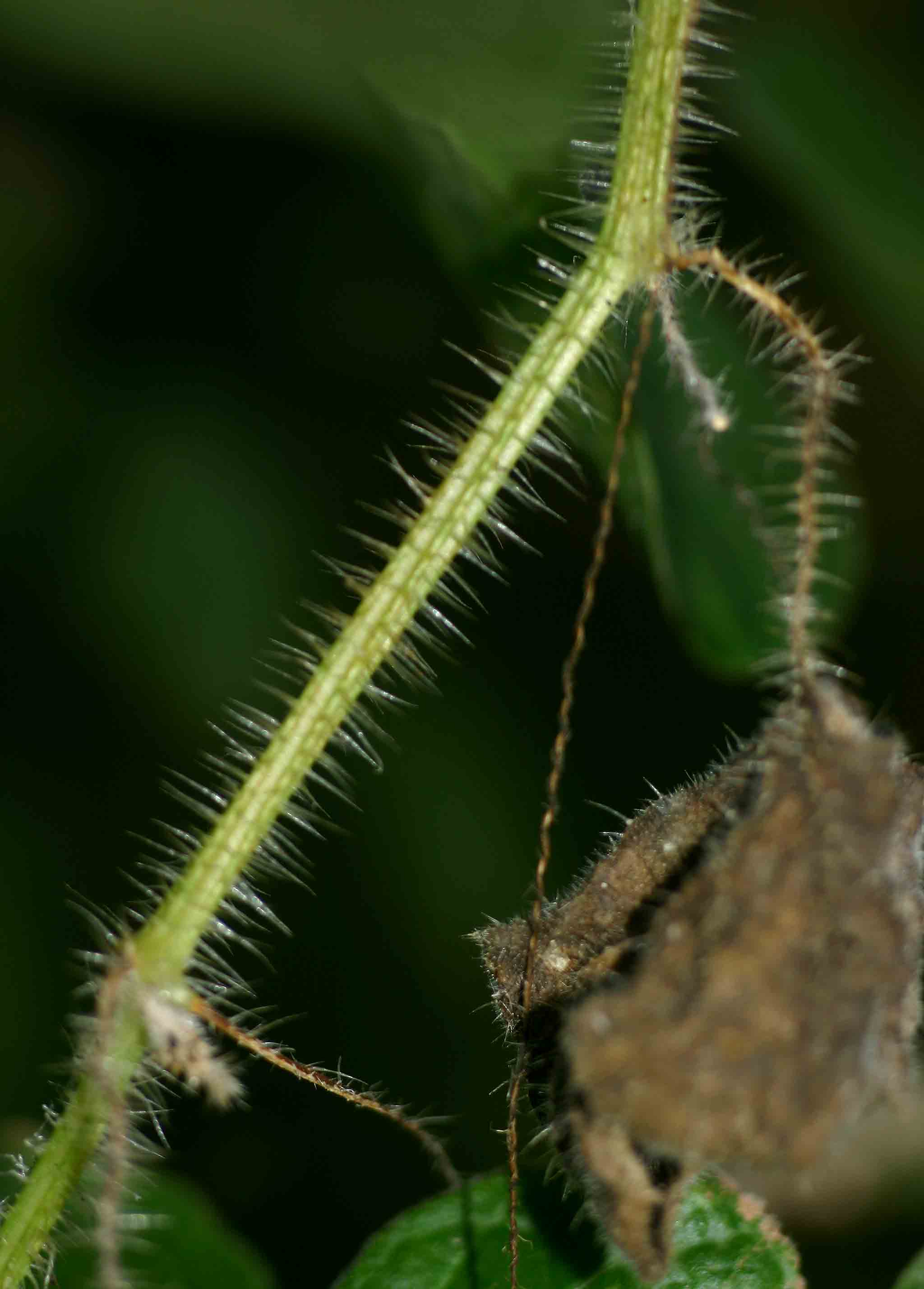 Cucumis metuliferus