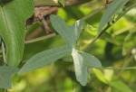 Trochomeria macrocarpa subsp. macrocarpa