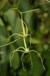 Trochomeria macrocarpa subsp. macrocarpa