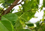Trochomeria macrocarpa subsp. macrocarpa