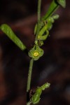 Trochomeria polymorpha